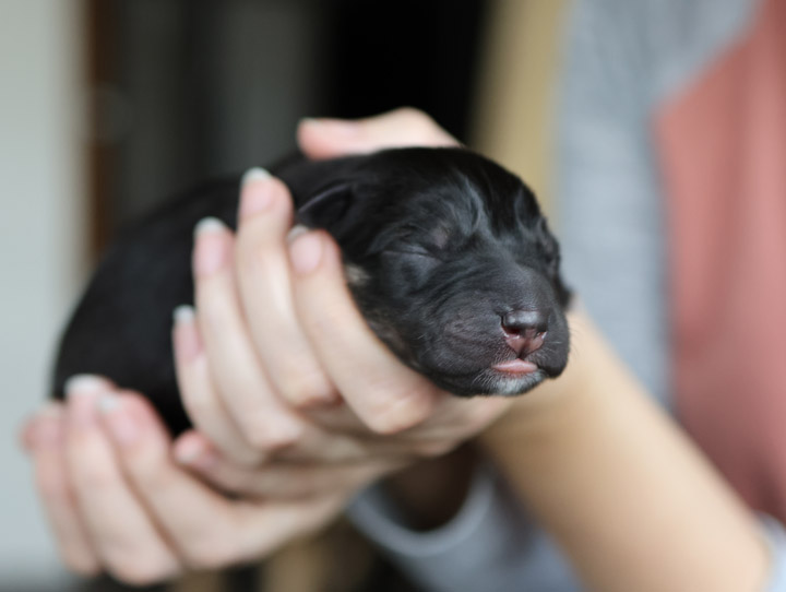 chinook puppy